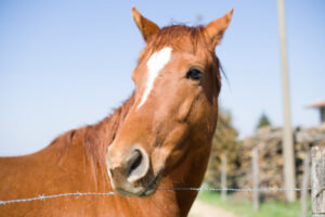 GMO Alfalfa Hay Negatively Affects Horses