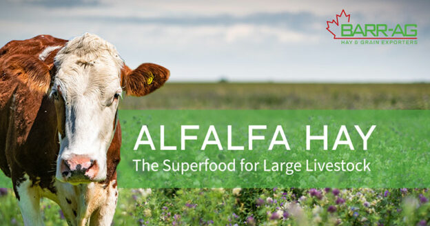 The Superfood for Large Livestock