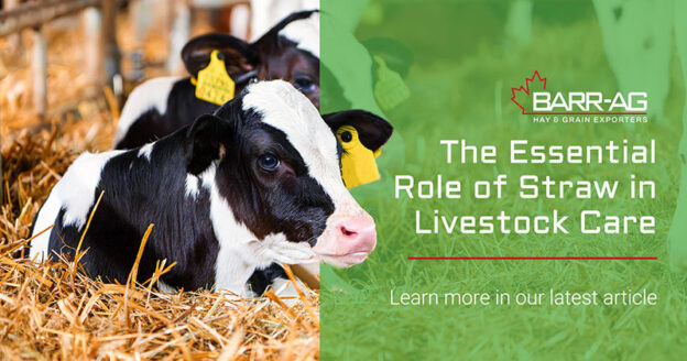 The Essential Role of Straw in Livestock Care