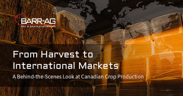 From harvest to international markets
