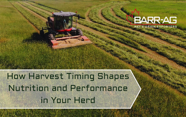 How Harvest Timing Shapes Nutrition and Performance in Your Herd