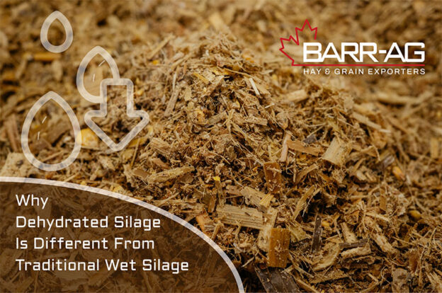 Why Dehydrated Silage Is Different From Traditional Wet Silage